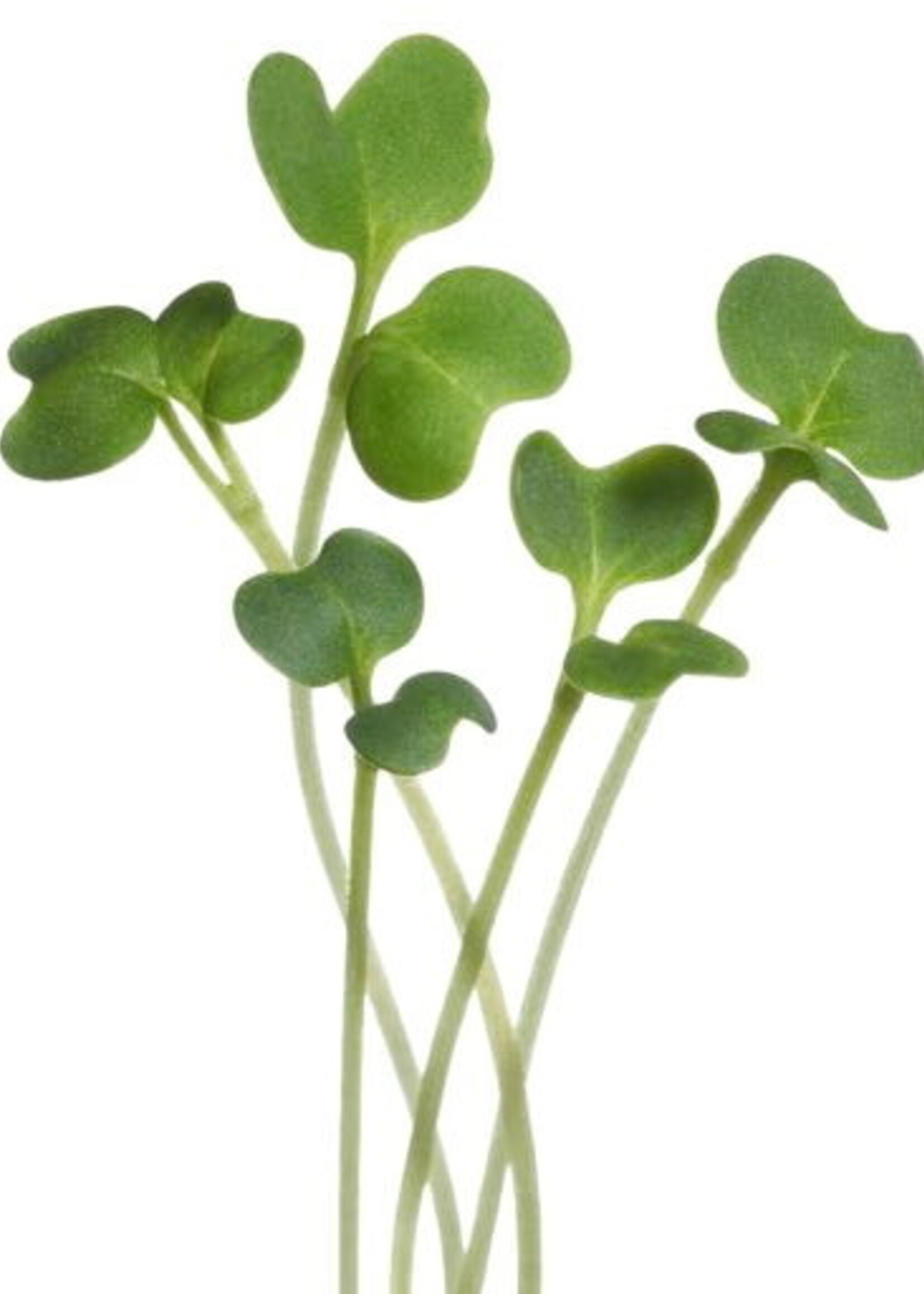 Buzzy Microgreens Boerenkool , Westlandse Herfst