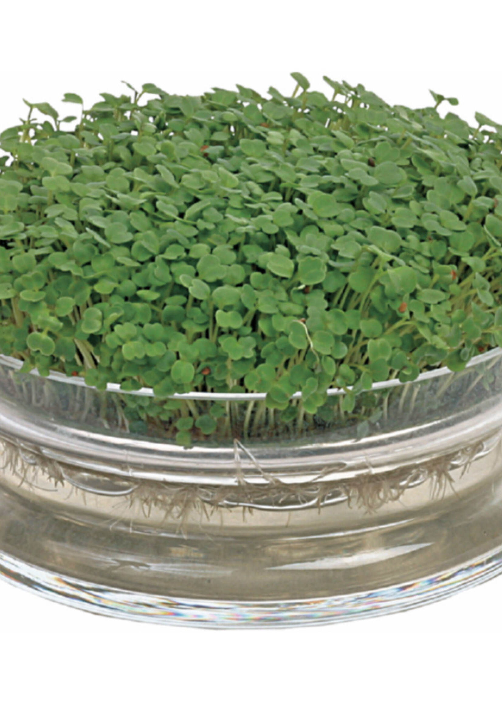Buzzy Organic Sprouting Glass Bowl with Rocket