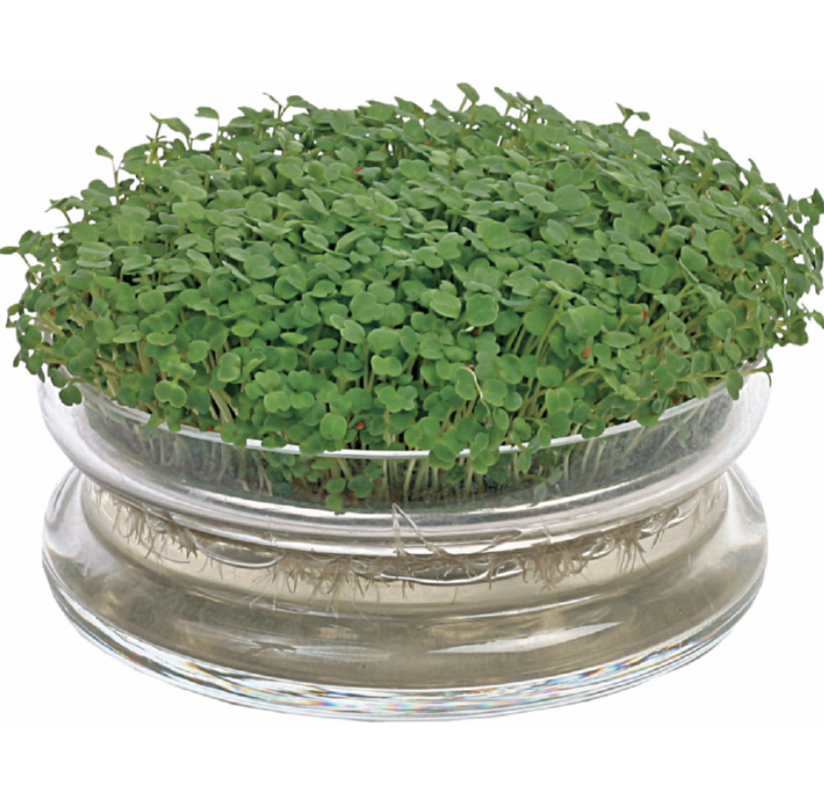 Organic Sprouting Glazen Bowl met Rucola