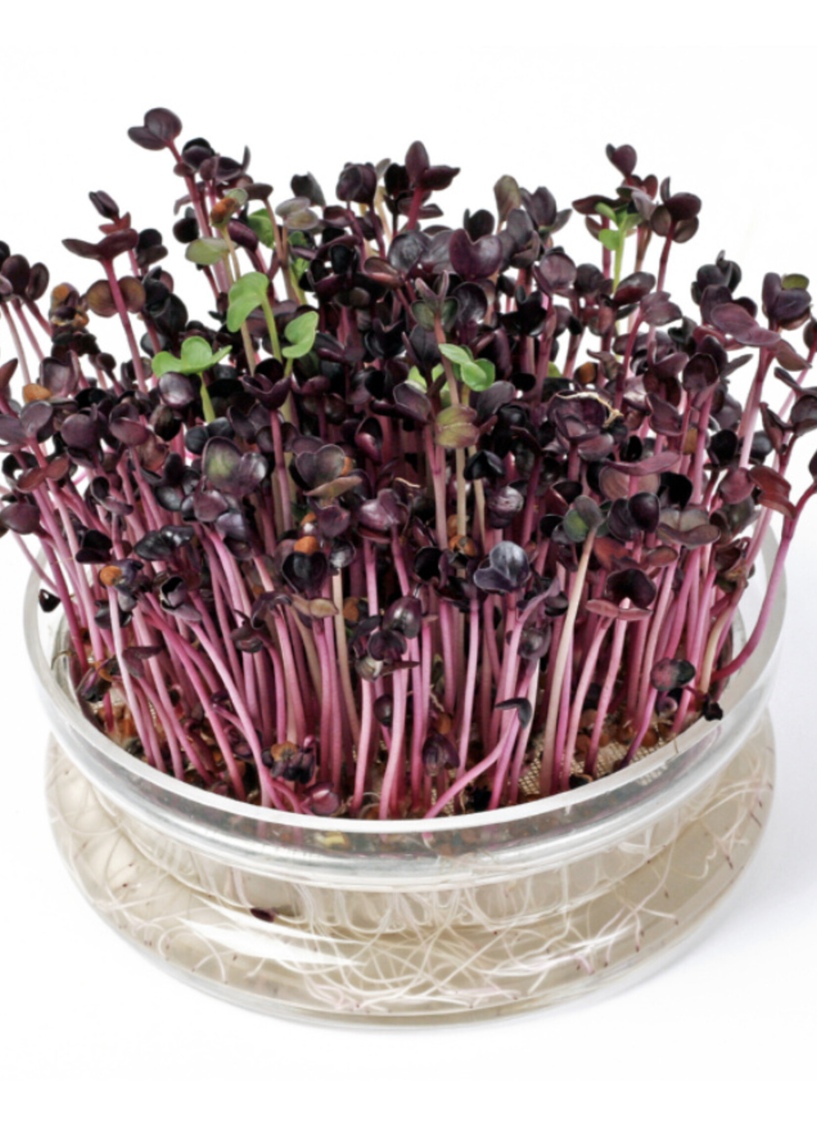 Buzzy Organic Sprouting Glass Bowl with Rocket