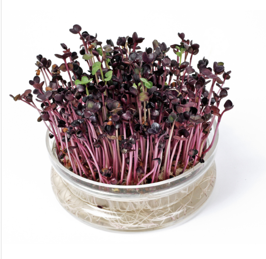 Organic Sprouting Glazen Bowl met Rucola