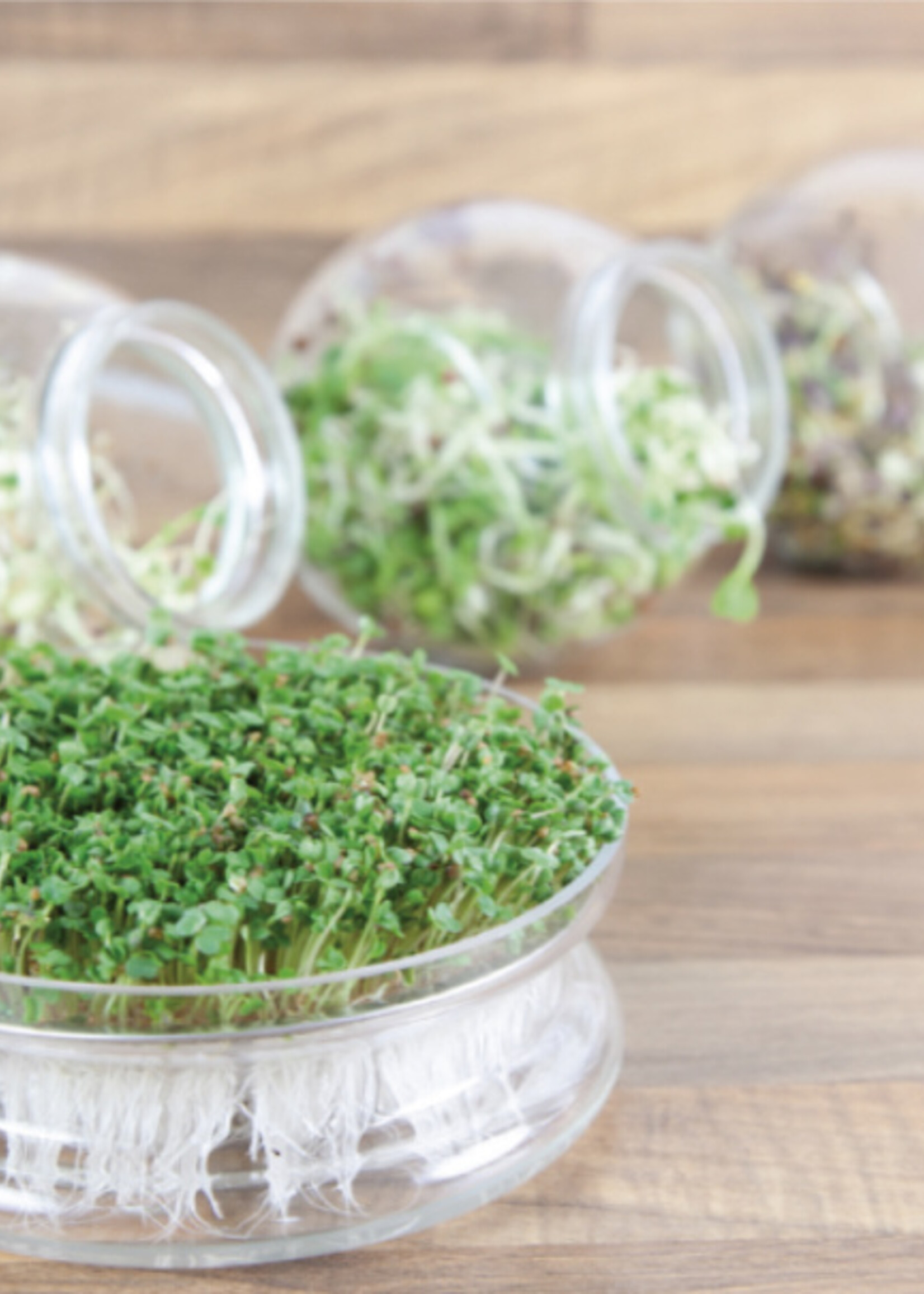 Buzzy Organic Sprouting Glass Bowl with Rocket