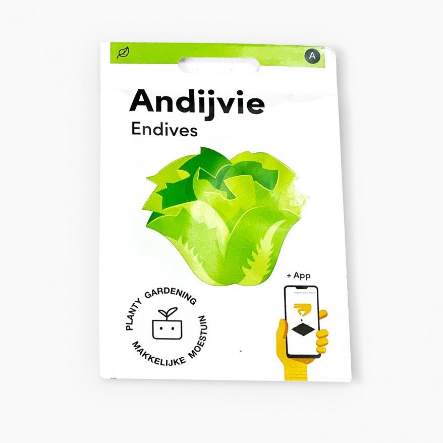Andijvie