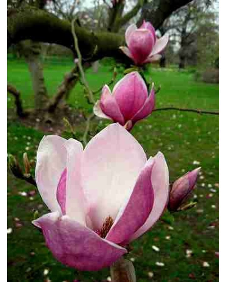 Magnolia soulangeana | Beverboom  | Laanboom struikvorm