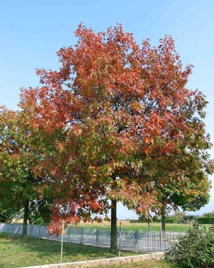 Красно черешчатый дуб. Дуб красный, Северный Quercus rubra. Дуб красный Quercus rubra. Дуб красный Quercus rubra летом. Дуб красный (Quercus rubra c3 60-100).