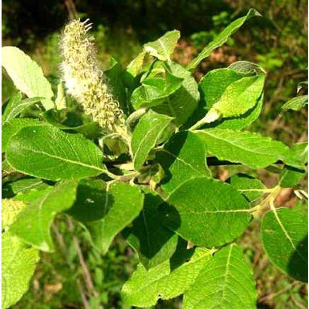 Ива бредина (Salix caprea). Ива Козья бредина. Ива бредина дерево. Ива Козья Salix caprea.