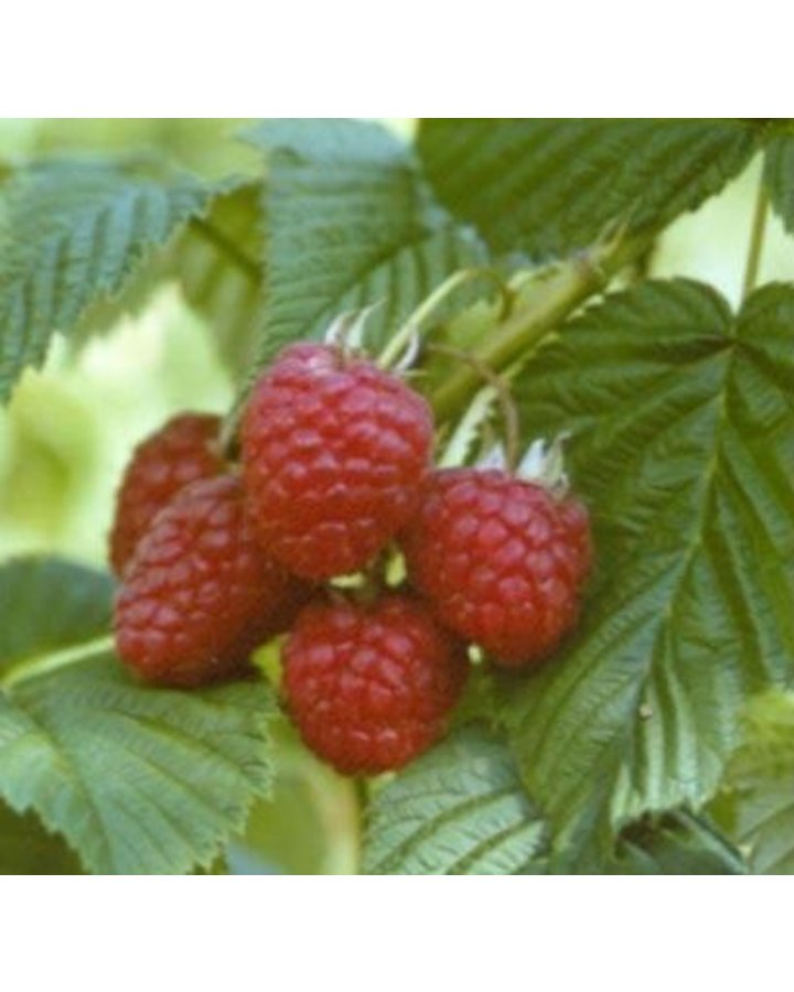 Rubus idaeus 'Polka' | Herfstframboos  | Kleinfruit wortelgoed