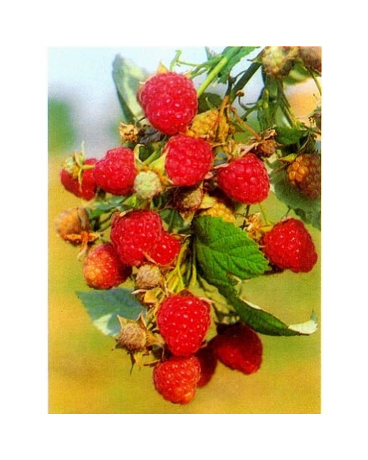 Rubus idaeus 'Heritage' | Herstframboos  | Kleinfruit