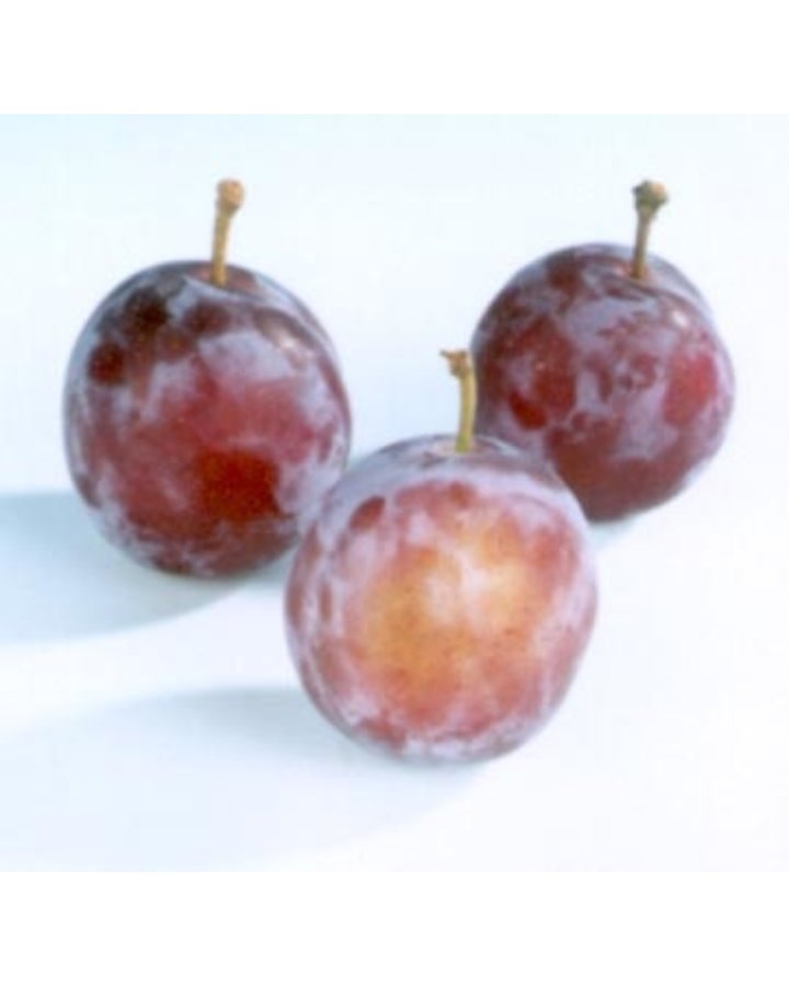 Prunus d. 'Opal' | Zoete pruim | Container