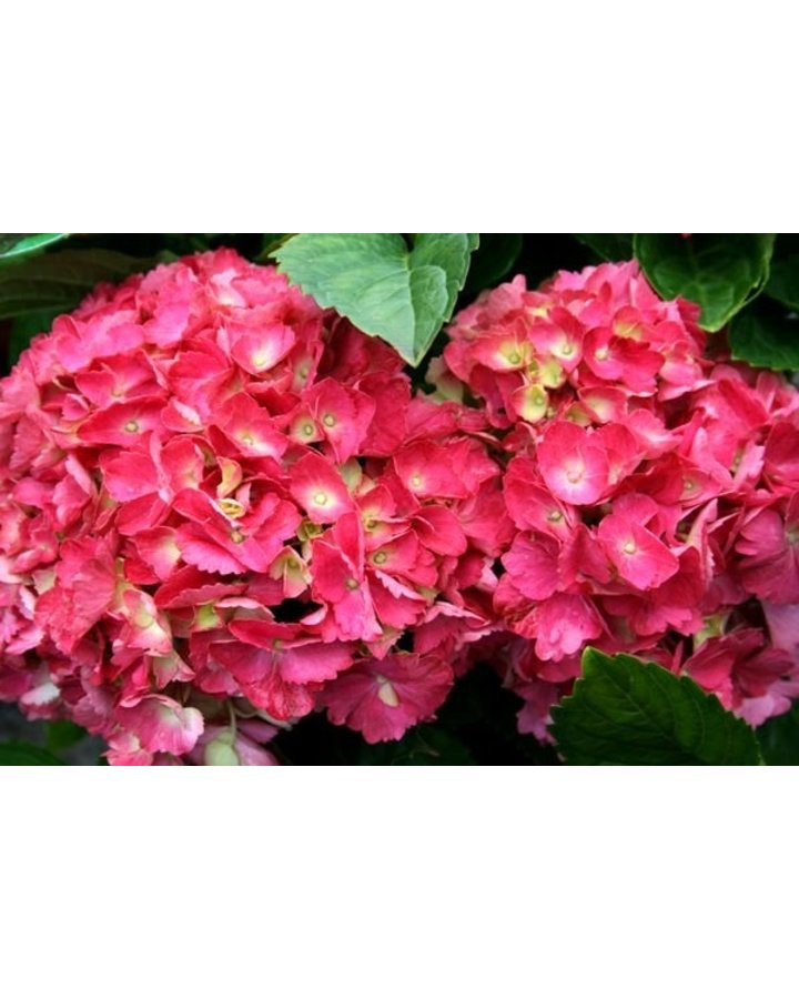 Hydrangea macr. 'Hamburg' | Hortensia