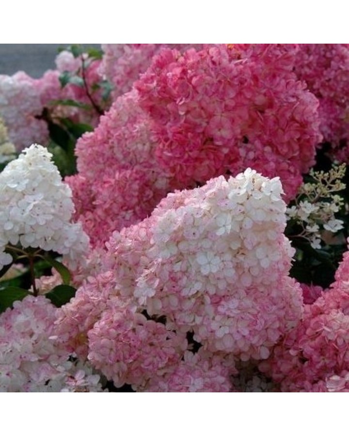 Hydrangea pan. 'Vanille Fraise' | Pluimhortensia