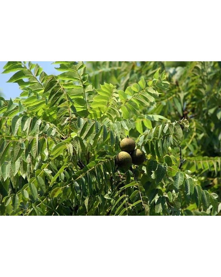 Juglans nigra | Zwarte walnotenboom