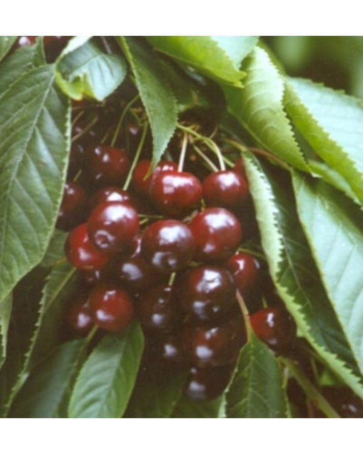 Prunus a. 'Varikse Zwarte' | Kersenboom