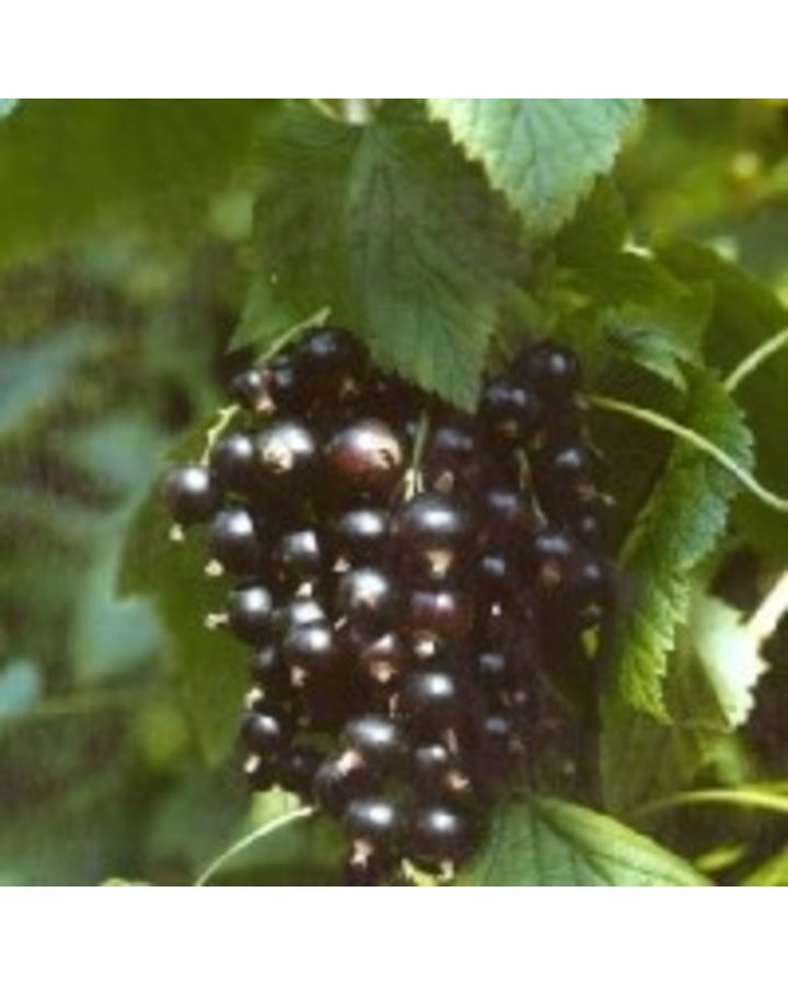 Ribes nigr. 'Black Reward' | Zwarte bes