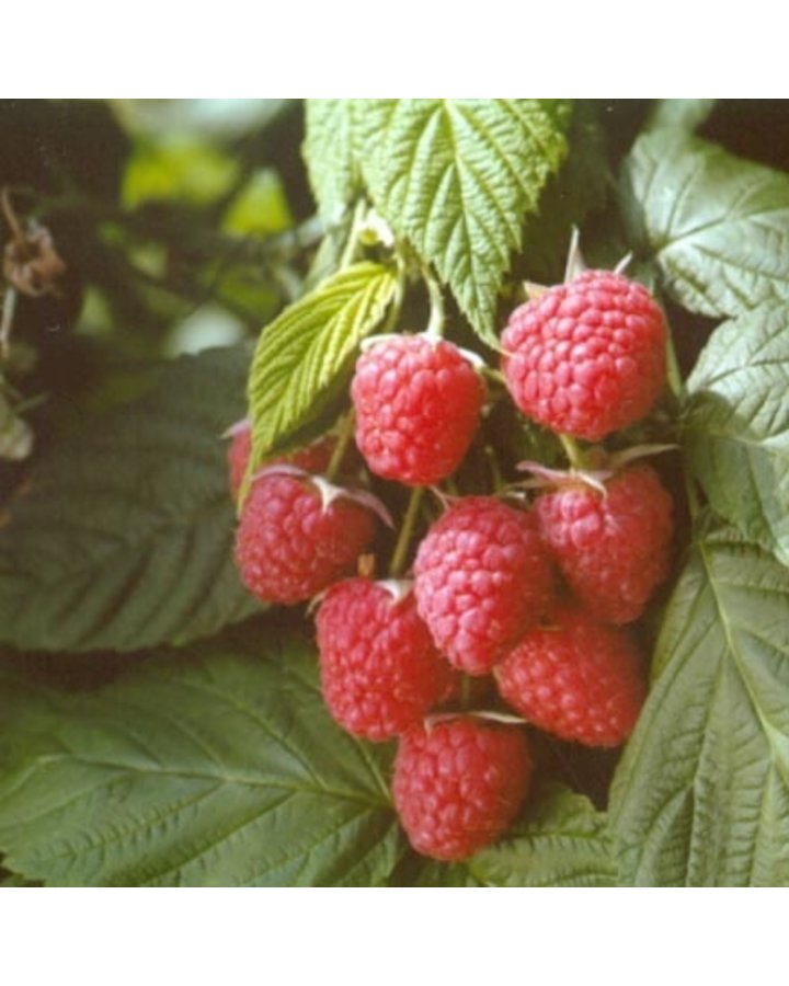 Rubus idaeus 'Autumn Bliss' | Herfstframboos