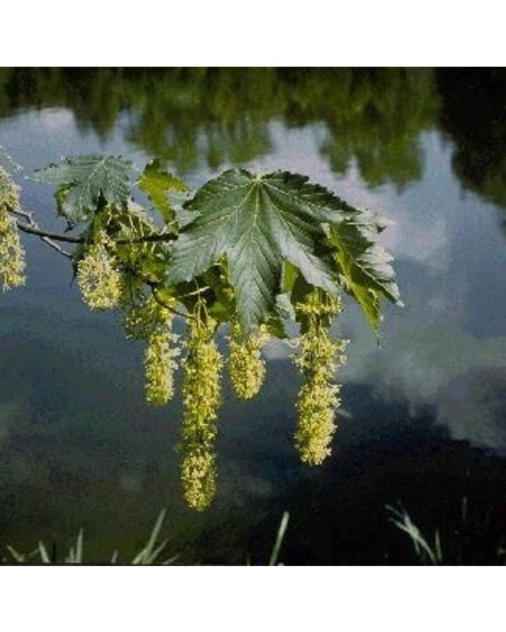 Acer pseudoplatanus | Gewone esdoorn