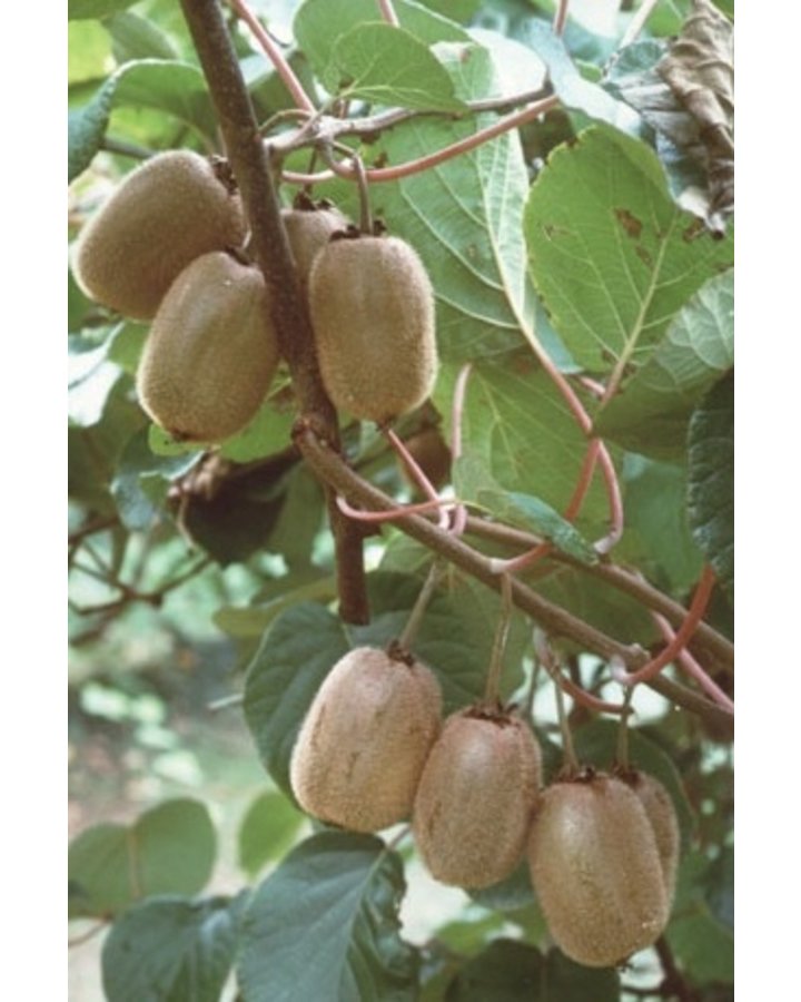 Actinidia deliciosa 'Jenny' | Kiwi