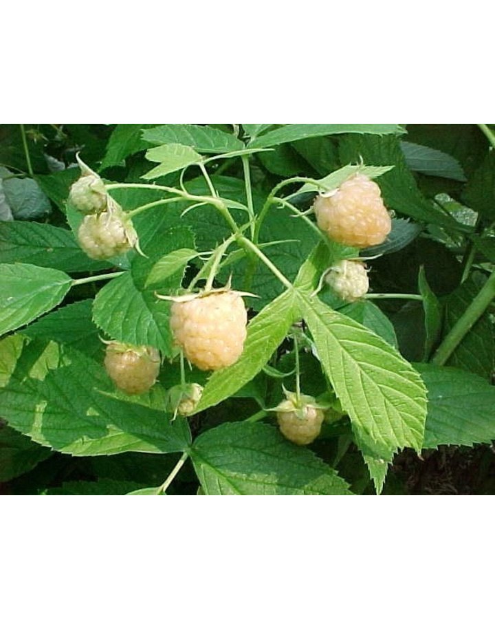 Rubus idaeus 'Fallgold' | Herfstframboos