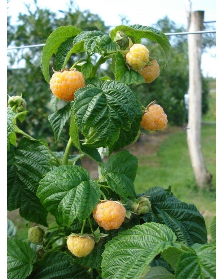 Rubus idaeus 'Fallgold' | Herfstframboos