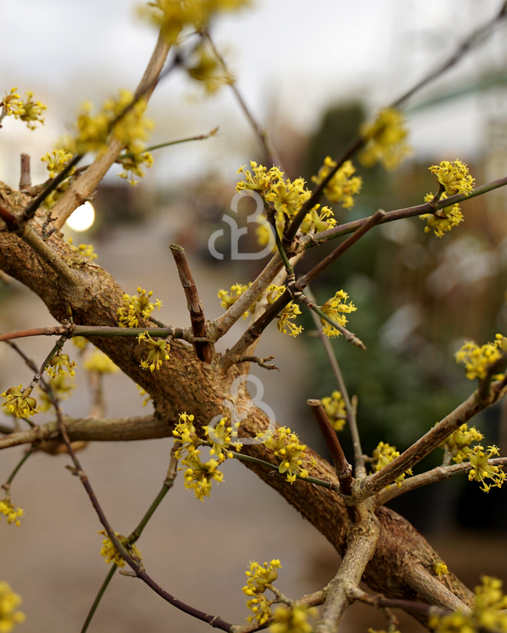 Cornus mas | Gele kornoelje | Solitair