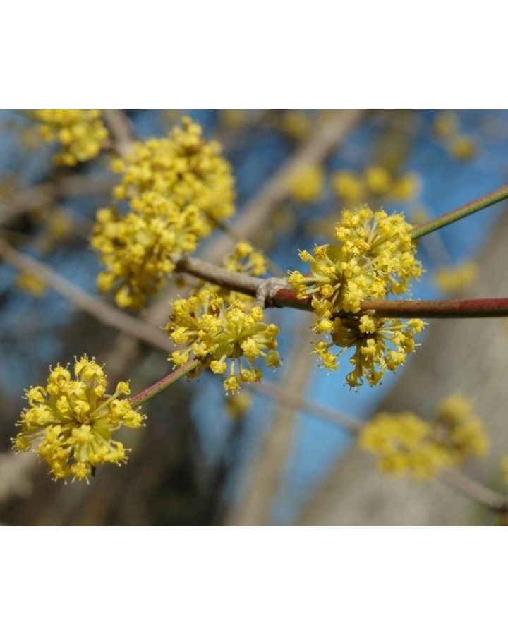 Cornus mas | Gele kornoelje | Solitair