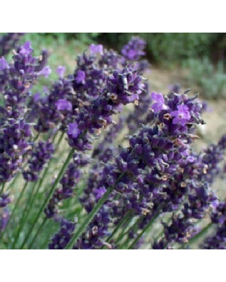 Lavandula ang. 'Dwarf Blue' | Lavendel