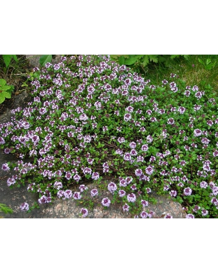 Thymus serpyllum | Tijm