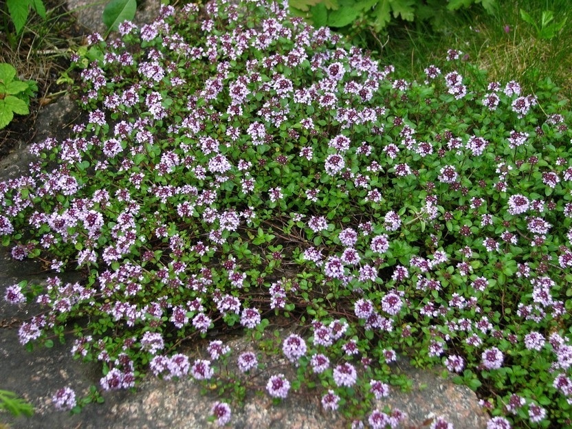 Thymus serpyllum Tijm Vaste plant De Batterijen