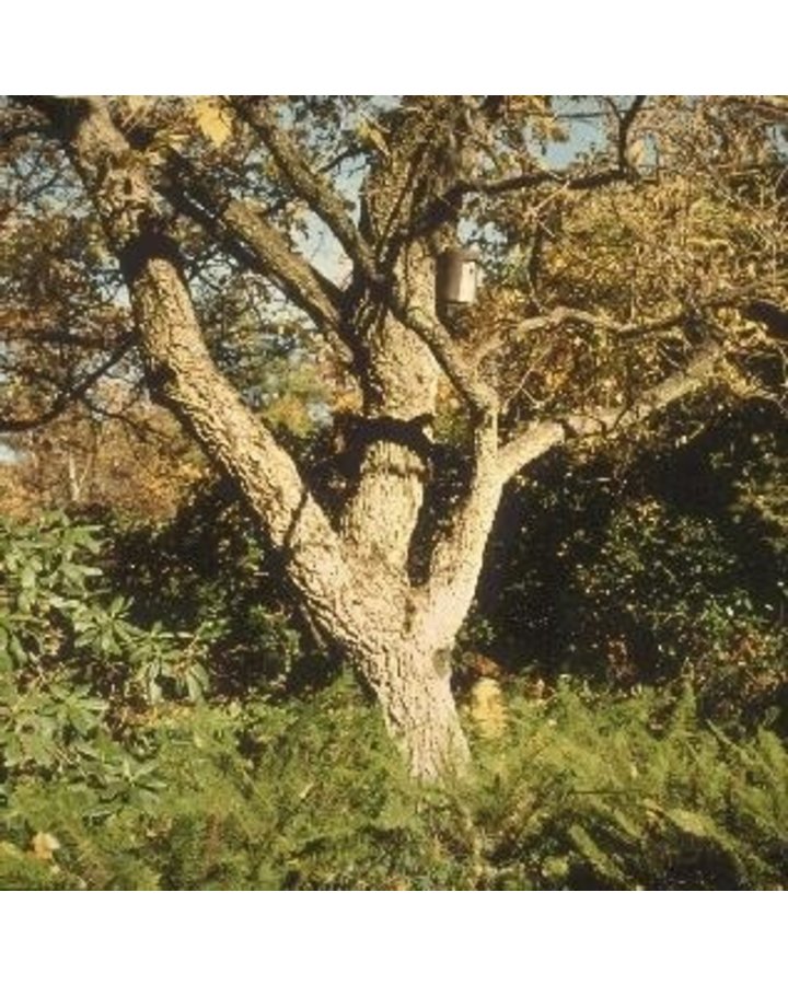 Phellodendron amurense | Amur kurkboom