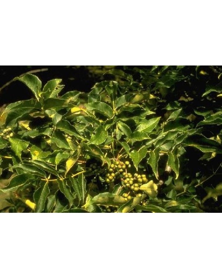 Phellodendron amurense | Amur kurkboom