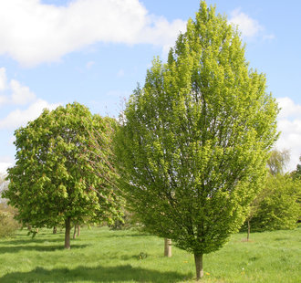 Laanbomen Bestel uw bomen online | - De