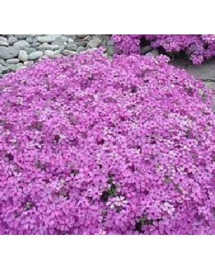 Phlox subulata 'Atropurpurea'’ | Roze vlambloem