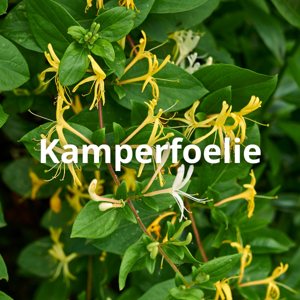 Kamperfoelie