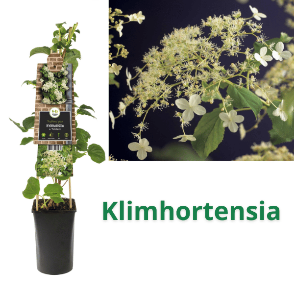 Klimhortensia