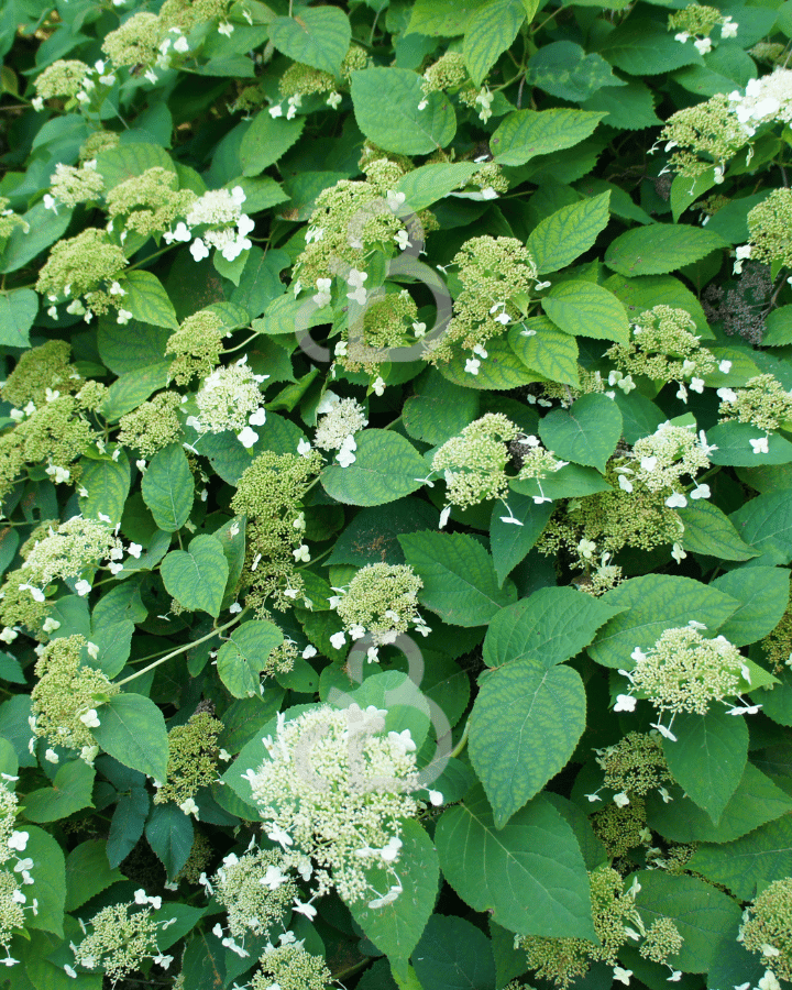 Hydrangea anomala petiolaris | Klimhortensia