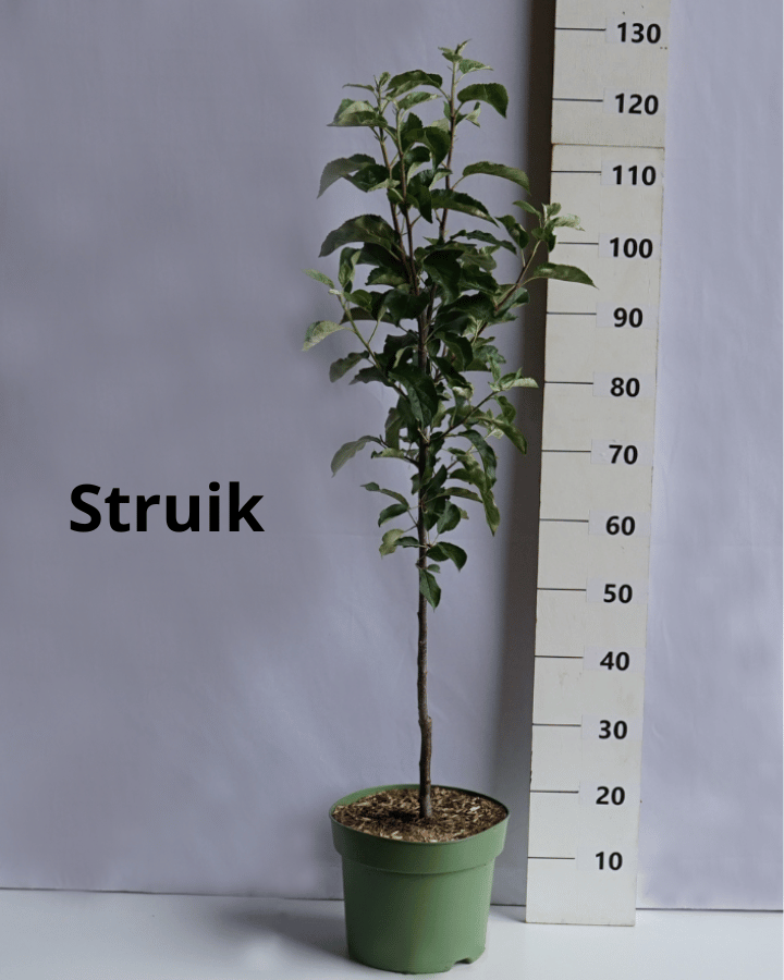 Struik fruitboom