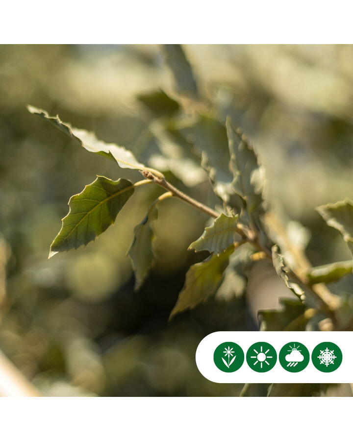 Quercus ilex |  Steeneik | Leiboom