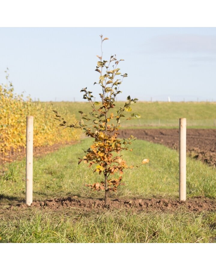 Fagus sylvatica | Groene beuk