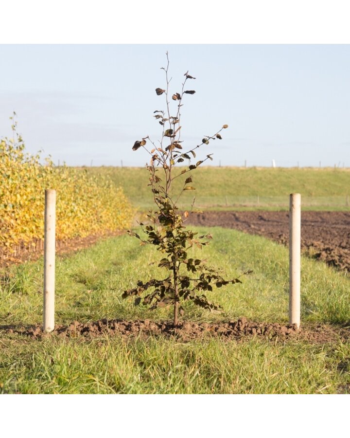 Fagus syl. 'Atropunicea' | Rode beuk | Haagplanten