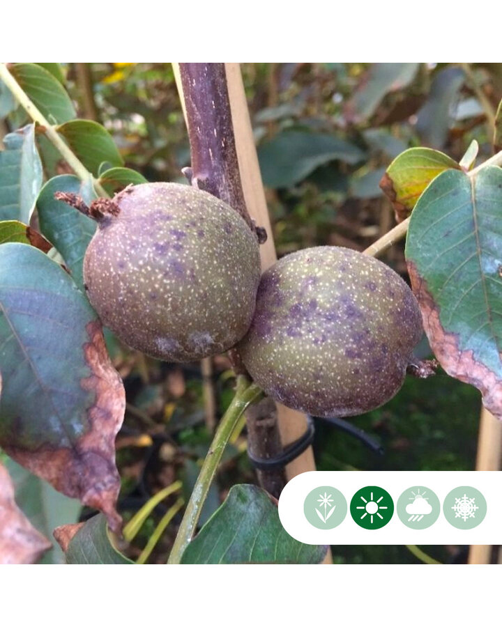 Juglans regia 'Purpurea' | Walnotenboom