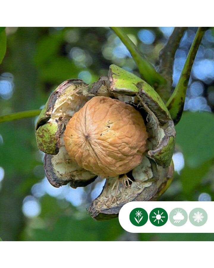 Juglans regia 'Coenen' | Walnotenboom