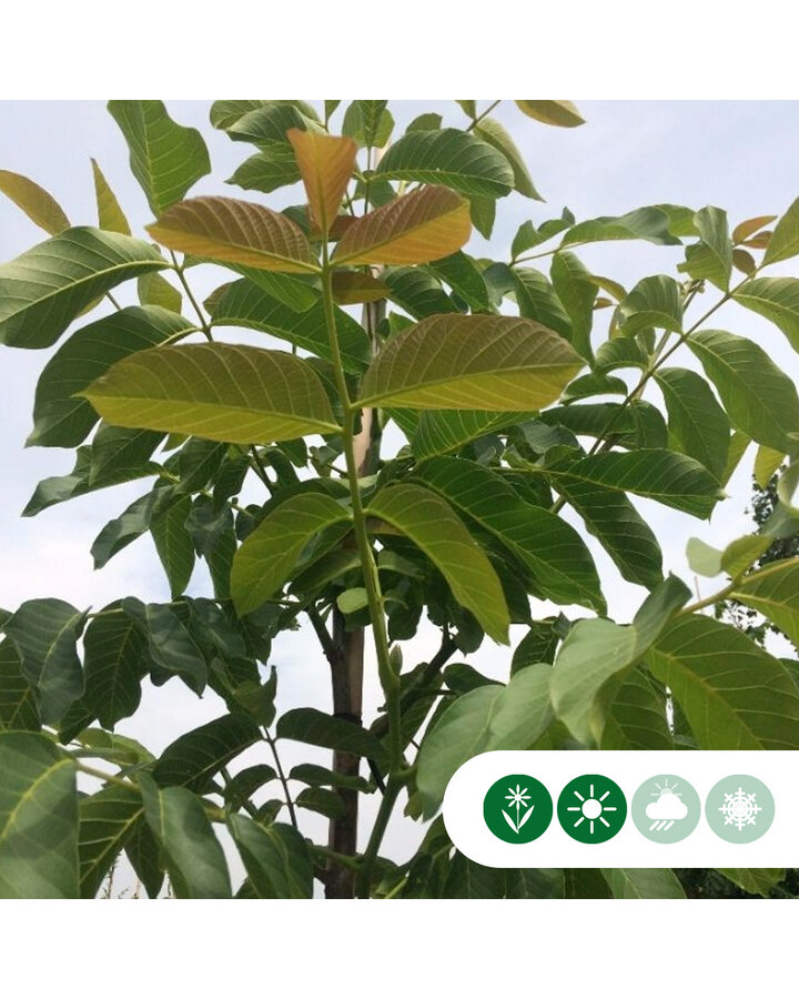 Juglans regia 'Rote Donaunuss' | Walnotenboom