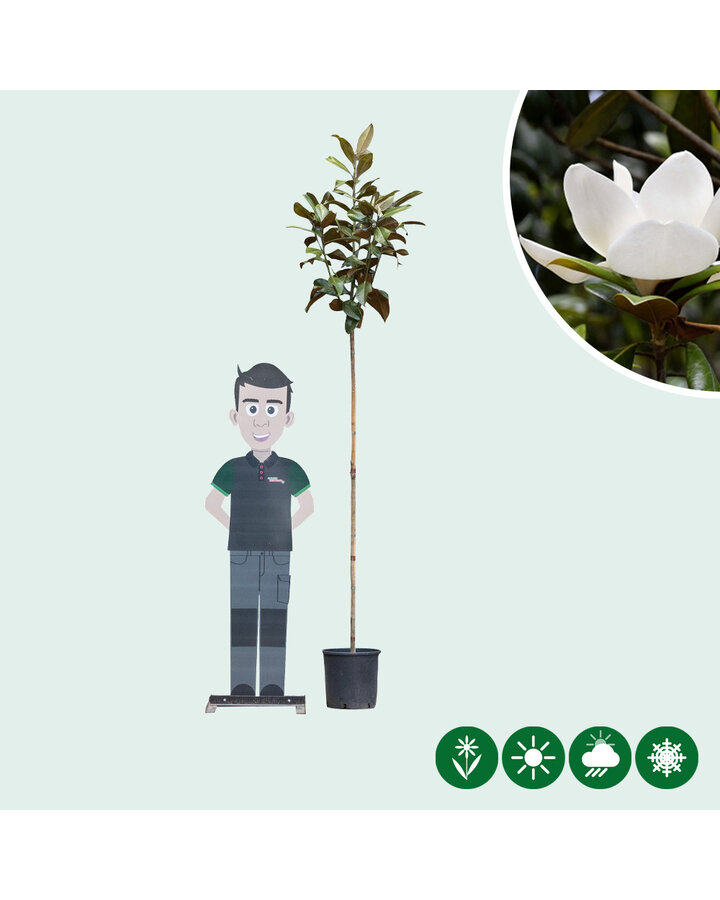 Magnolia grandiflora | Beverboom