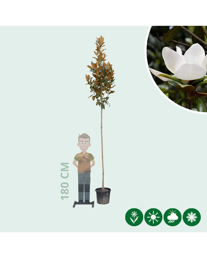 Magnolia grandiflora | Beverboom