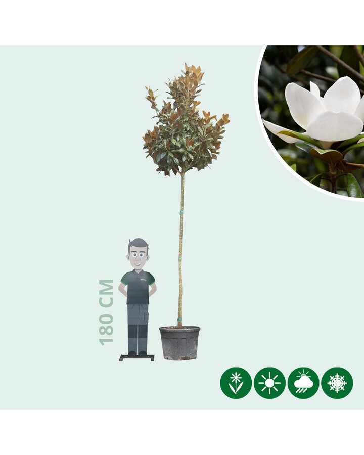 Magnolia grandiflora | Beverboom