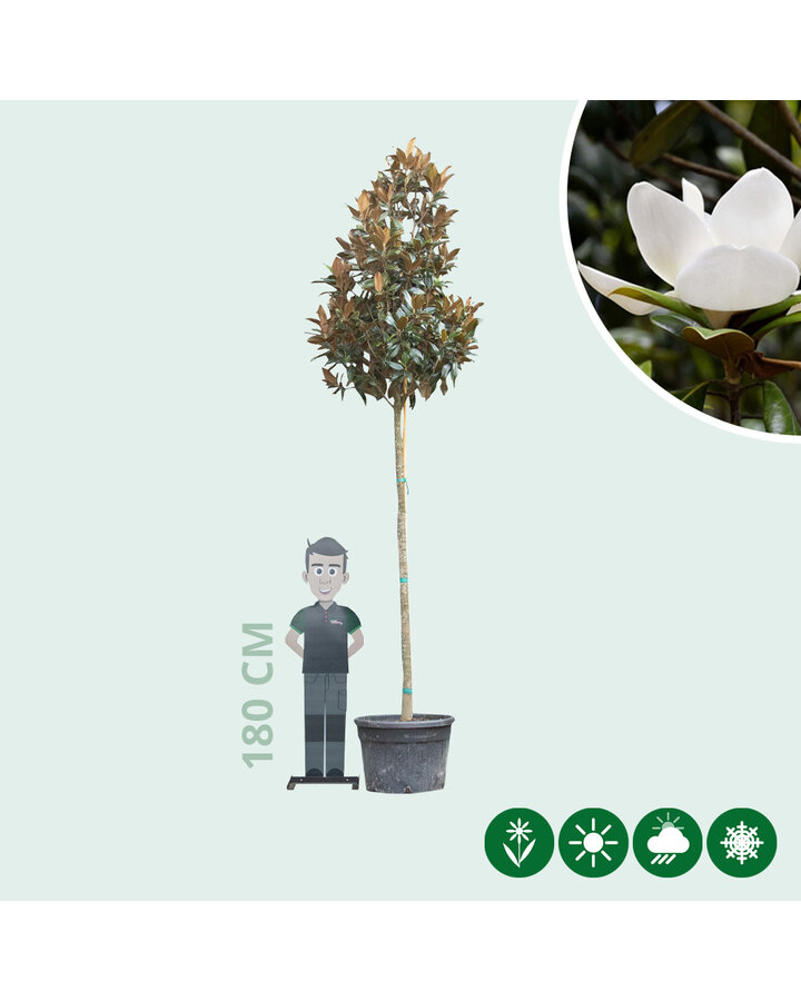 Magnolia grandiflora | Beverboom