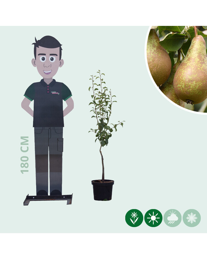 Pyrus c. 'Conference' | Perenboom