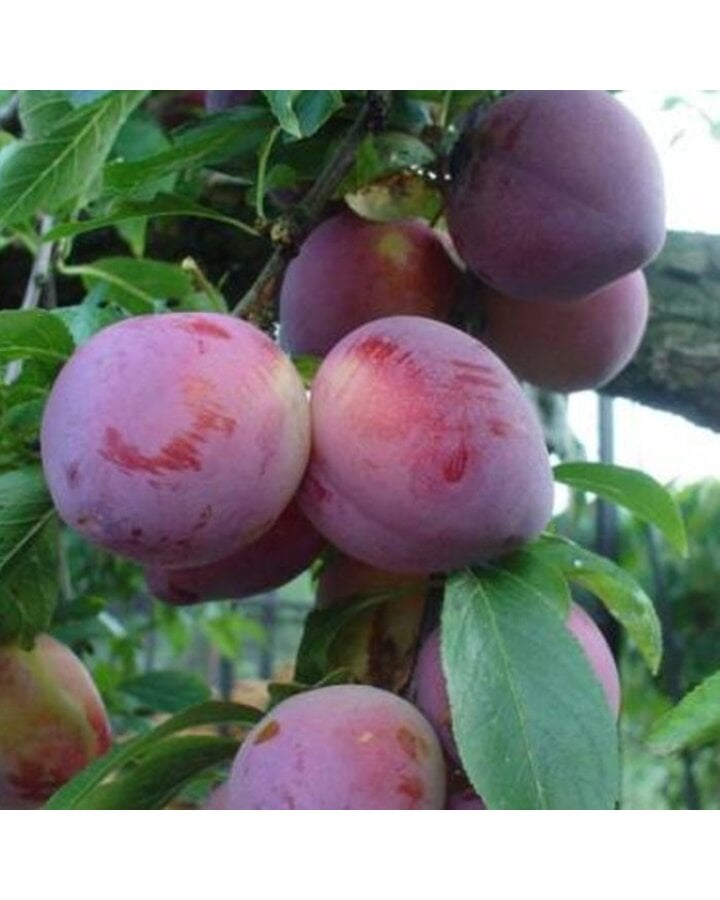 Prunus d. 'Reine Claude d'Althan' | Pruimenboom