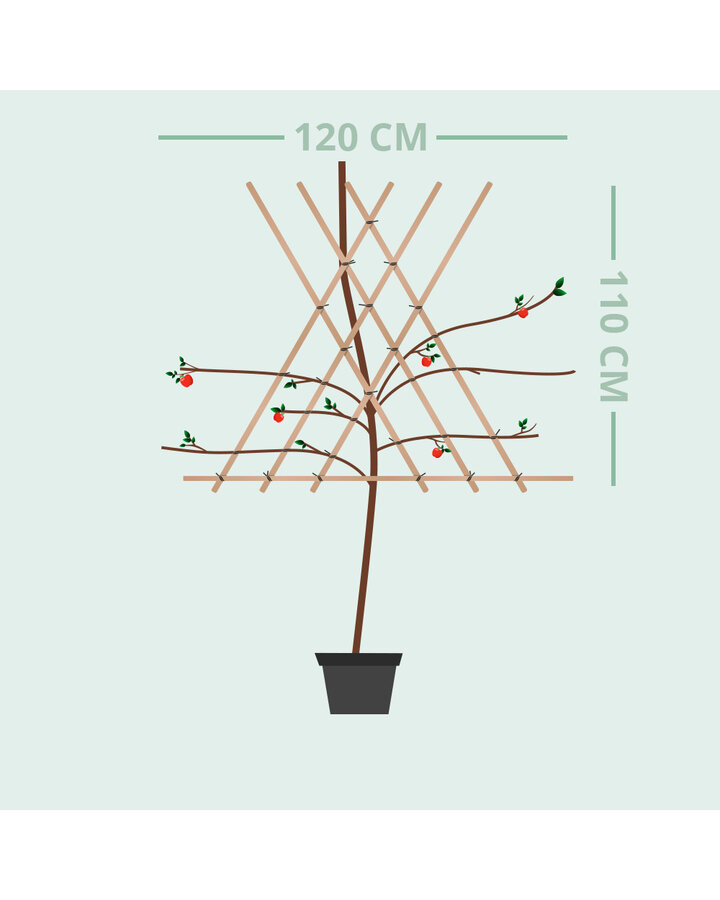 Malus d. 'Cox's Orange Pippin' | Appelboom | Leivorm