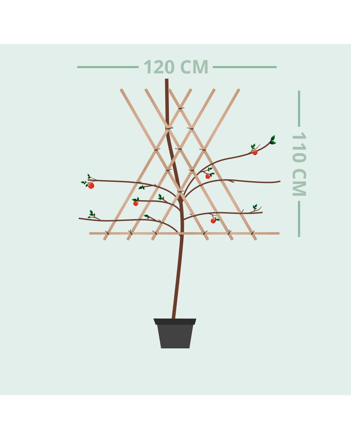 Prunus d. 'Opal' | Pruimenboom | Leivorm